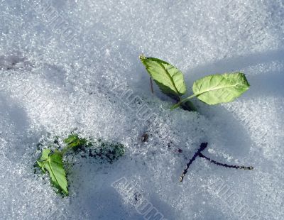 Green leaves in snow