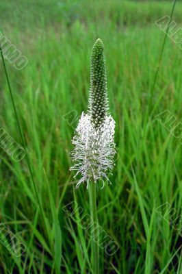 Plantain in green grass