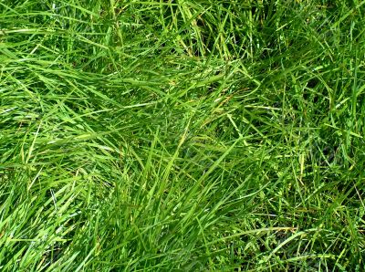 Green grass