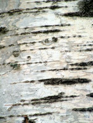 Birch bark