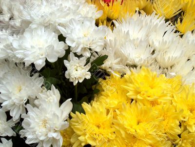 Yellow and white Chrysanthemum