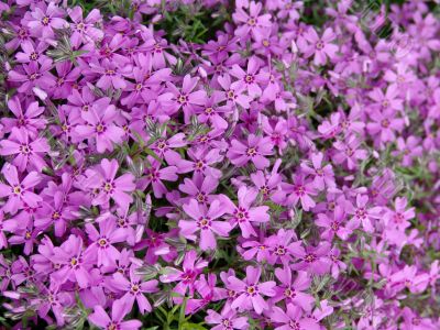 Pink flowers close-up
