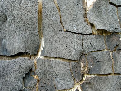Bark of an old tree