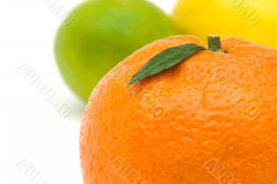 tangerine`s leaf
