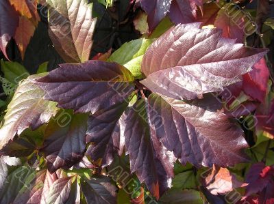 Leaves of the grapes 1