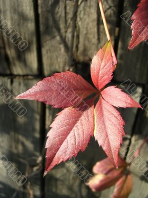  Leaves of the grapes 2