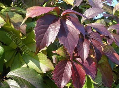 Leaves of the grapes 3