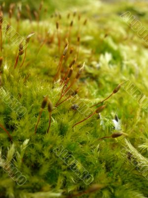 Kukushkin flax is usual 3