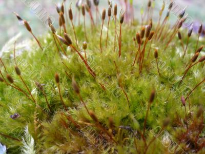 Kukushkin flax is usual 2