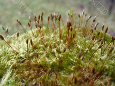 Kukushkin flax is usual 1