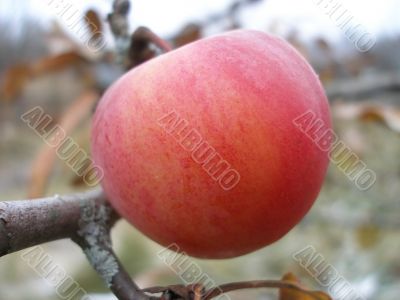 Gifts to the autumn 3