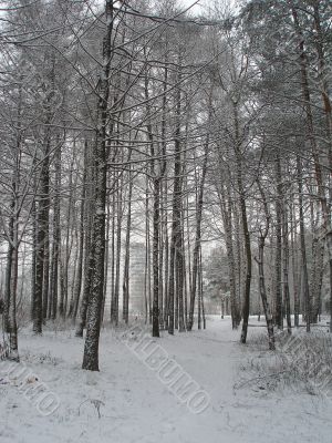 Winter forest 2