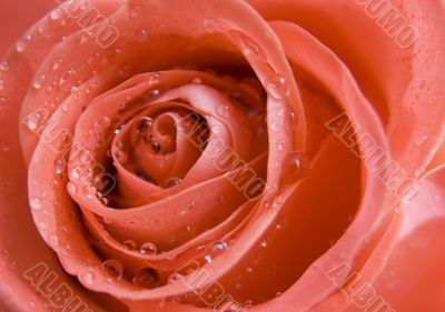 Closed-up rose