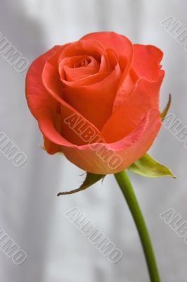 Rose on the grey