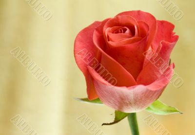 the rose on the yellow
