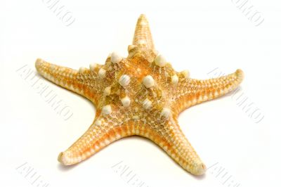 starfish