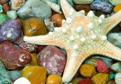 starfish on the pebble