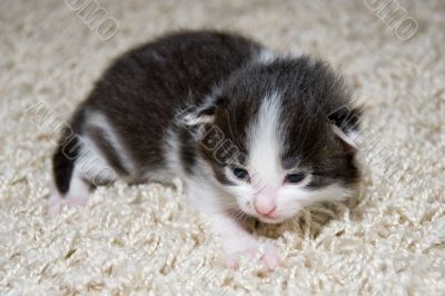 Kitty