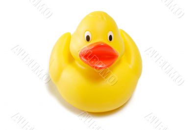 Yellow Ducky