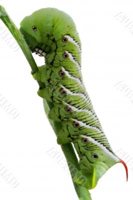Tomato Hornworm