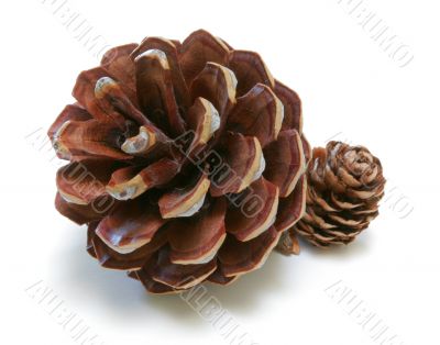 Pine Cones Duo