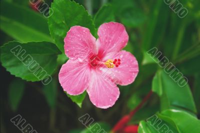 Tropical Hibiscus