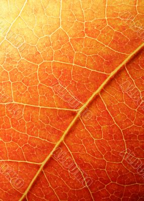 Orange Leaf Closeup