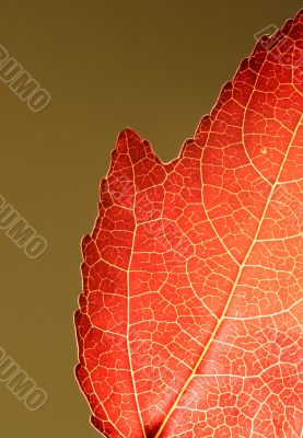 Orange Leaf Closeup