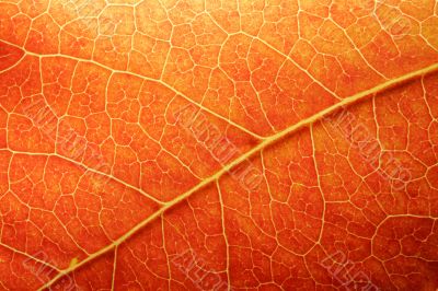 Orange Leaf Closeup