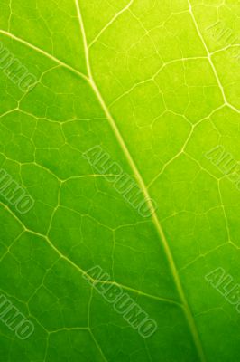 Green Leaf Macro