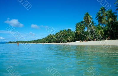 Palm Trees on Martinique Beach