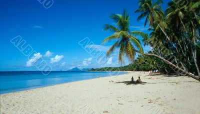 Palm Trees on Martinique Beach