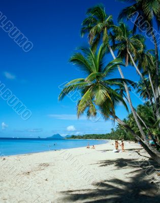 Palm Trees on Martinique Beach