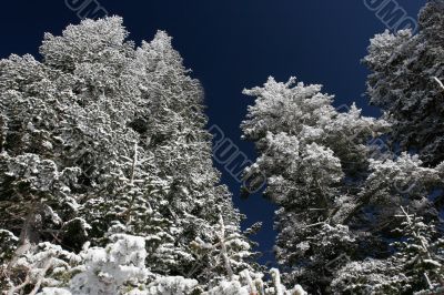 Pine trees covered with snow after a storm