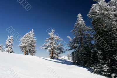 Pine trees covered with snow after a storm