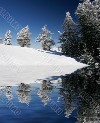 Pine trees covered with snow after a storm