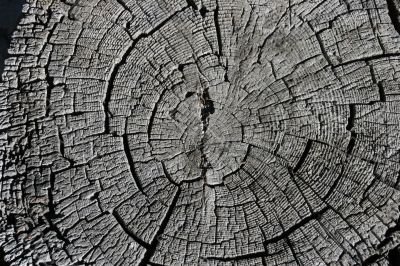 Pine Tree cross section