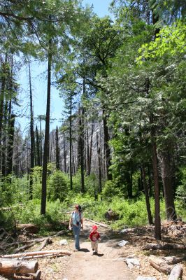 Hiking in Yosemite National Park