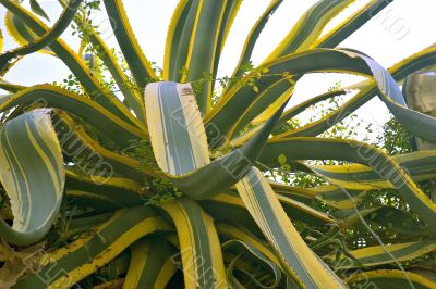 big agave