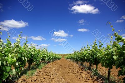grapevines