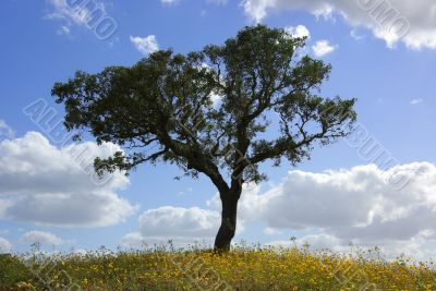 Solitary Tree