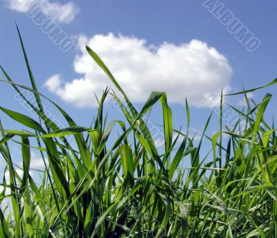Sky and  grass