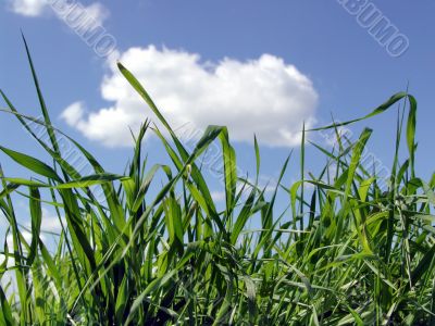 Sky and  grass