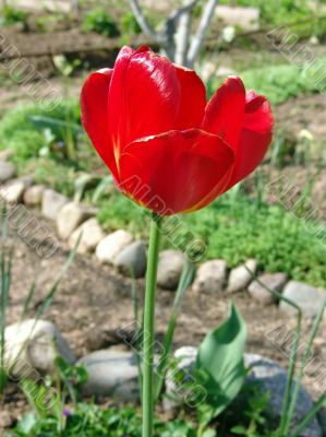 Red tulip