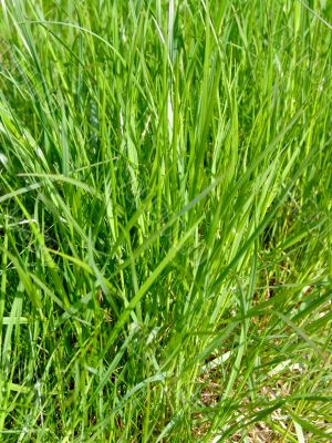 Green grass