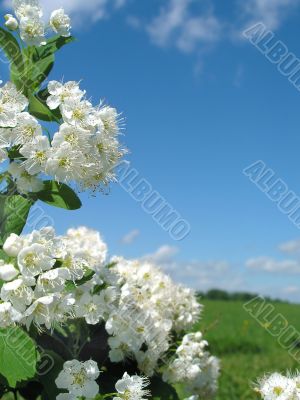 Spring. Blossoming tree
