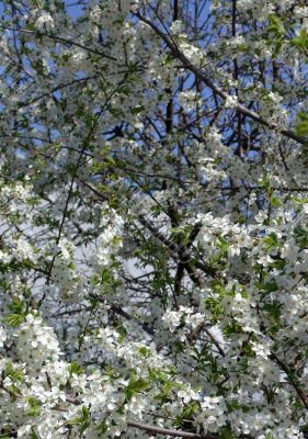 Spring. Blossoming cherry