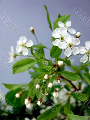 Spring. Blossoming cherry