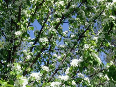 Blossoming apple-tree