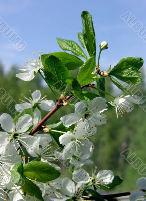  Blossoming cherry